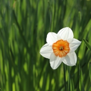 lente lente