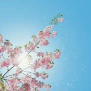 lente hooikoorts lente hooikoorts